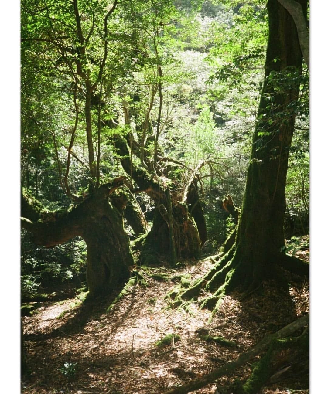 SUGAYA MASAKI / SHIMAさんのインスタグラム写真 - (SUGAYA MASAKI / SHIMAInstagram)「The photo when visied to "Yakushima" with a graet team. . . Step by step. The eyes are always at the foot, the sound of the wilderness if you pay attention to the ears,I felt something like life energy too big to understand,it was an experience like a kind of meditation state:))I have been away from internet almost at here,Desital detox as you might call it.Time for my self as I do call it.I spending full of tender moments,And I want you remind how it's important to take time for yourself and spend time offline.It is where life is happining.🏔🏔🏔 .  心が豊かになる、教わることがたくさんありました #屋久島#Yakushima」6月9日 22時30分 - masaki_sugaya