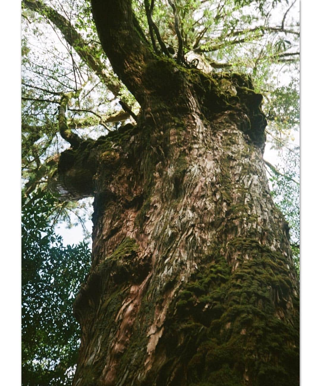 SUGAYA MASAKI / SHIMAさんのインスタグラム写真 - (SUGAYA MASAKI / SHIMAInstagram)「The photo when visied to "Yakushima" with a graet team. . . Step by step. The eyes are always at the foot, the sound of the wilderness if you pay attention to the ears,I felt something like life energy too big to understand,it was an experience like a kind of meditation state:))I have been away from internet almost at here,Desital detox as you might call it.Time for my self as I do call it.I spending full of tender moments,And I want you remind how it's important to take time for yourself and spend time offline.It is where life is happining.🏔🏔🏔 .  心が豊かになる、教わることがたくさんありました #屋久島#Yakushima」6月9日 22時30分 - masaki_sugaya