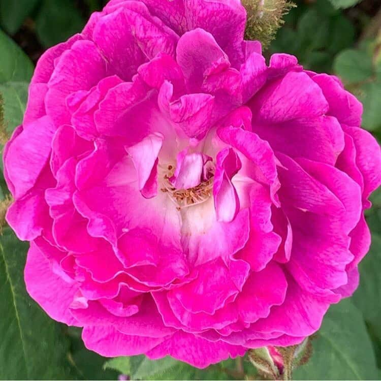 マーサ・スチュワートさんのインスタグラム写真 - (マーサ・スチュワートInstagram)「Here’s a peek of what’s growing in @marthastewart48’s garden this summer! 🌸 “The perennial garden in Bedford has never been so lush and colorful, nor has it ever smelled so good! The roses are all from my original garden in East Hampton. They have thrived in Bedford after the move three years ago.” - Martha. Swipe the gallery to see all the different flora in bloom!  #regram」6月9日 22時43分 - marthastewart