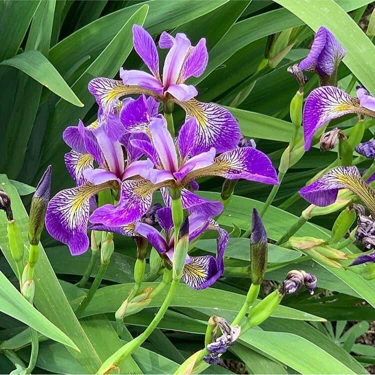 マーサ・スチュワートさんのインスタグラム写真 - (マーサ・スチュワートInstagram)「Here’s a peek of what’s growing in @marthastewart48’s garden this summer! 🌸 “The perennial garden in Bedford has never been so lush and colorful, nor has it ever smelled so good! The roses are all from my original garden in East Hampton. They have thrived in Bedford after the move three years ago.” - Martha. Swipe the gallery to see all the different flora in bloom!  #regram」6月9日 22時43分 - marthastewart