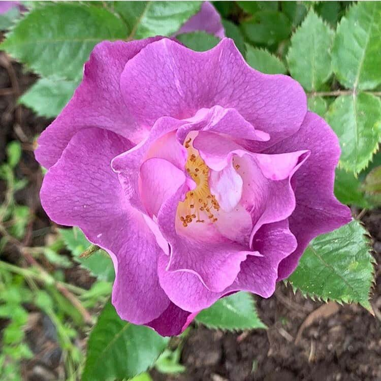 マーサ・スチュワートさんのインスタグラム写真 - (マーサ・スチュワートInstagram)「Here’s a peek of what’s growing in @marthastewart48’s garden this summer! 🌸 “The perennial garden in Bedford has never been so lush and colorful, nor has it ever smelled so good! The roses are all from my original garden in East Hampton. They have thrived in Bedford after the move three years ago.” - Martha. Swipe the gallery to see all the different flora in bloom!  #regram」6月9日 22時43分 - marthastewart