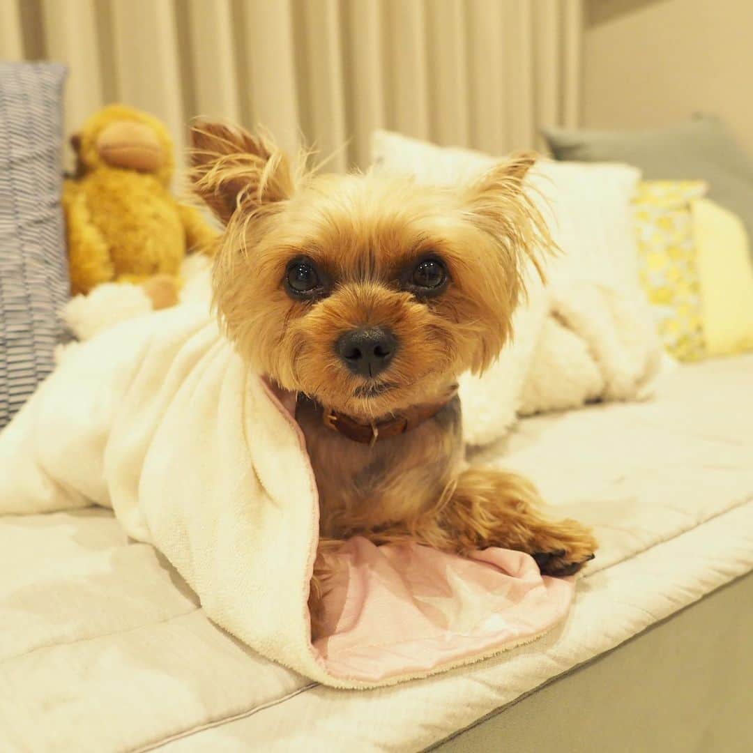 のインスタグラム：「😴 #yorkie #ヨーキー #yorkshireterrier #ヨークシャテリア」