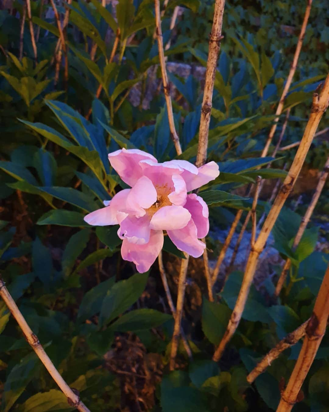 チョン・ヘビンさんのインスタグラム写真 - (チョン・ヘビンInstagram)「🥰🌼🌿🌈 천사들만 사는  천국같았던 오두막마을⛰ 아무것도가지지않아도 늘 풍족하고 풍성한 곳 많이 배우고 갑니다」6月9日 22時54分 - heavenbin83