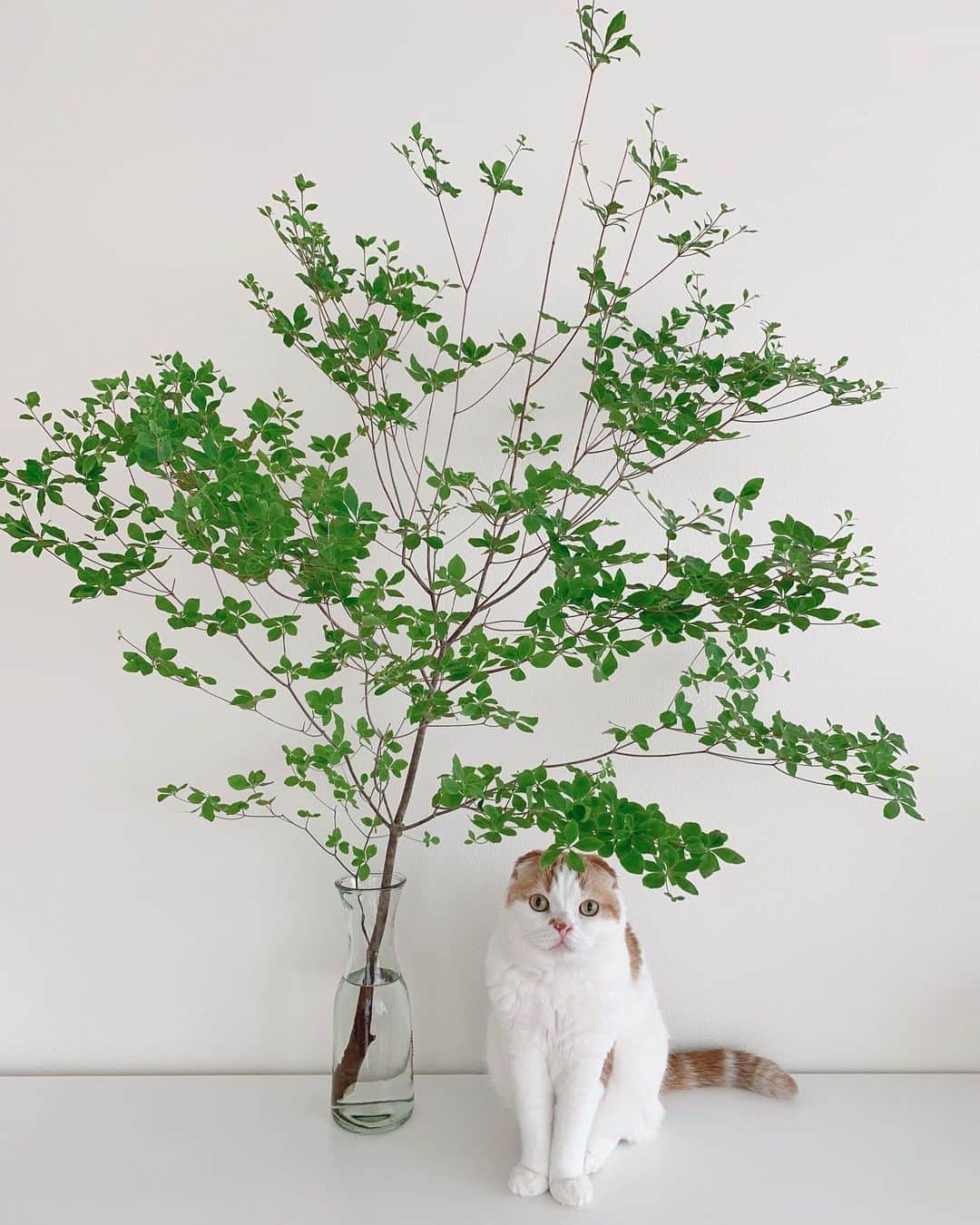 のんたのインスタグラム：「#ドウダンツツジ とのんちゃん🌿 ・ #scottishfold #catstagram_japan #catsofinstagram #cats_of_instagram #catoftheday #purr #ilovemycat #bestmeow #catlover #cutecat #kittensofinstagram #cute #スコティッシュフォールド」