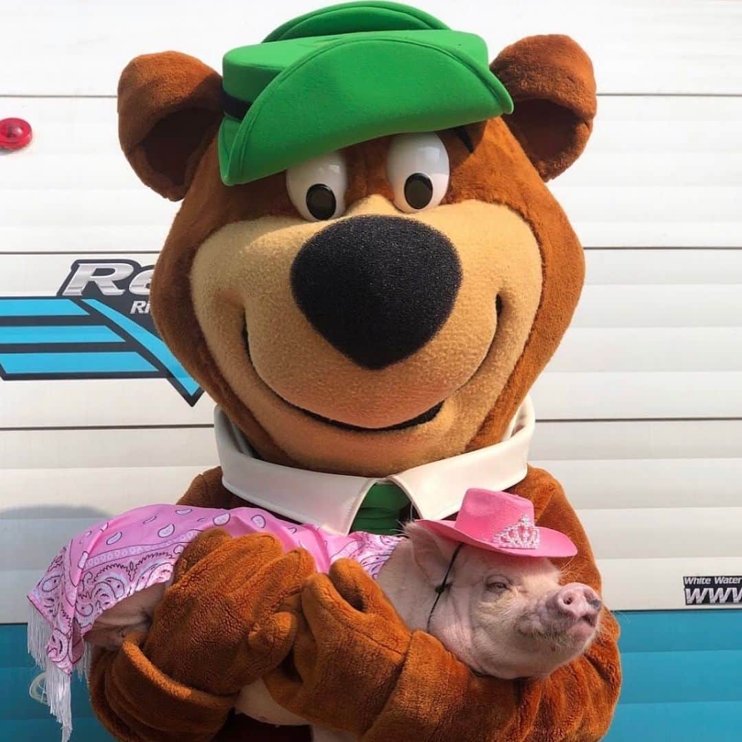 Priscilla and Poppletonさんのインスタグラム写真 - (Priscilla and PoppletonInstagram)「Guys, you aren’t going to believe it, but we got to camp with Yogi Bear this week @yoginashvilletn. He showed us around his Bear Den where he stays with his friends and came around every morning to see us and all the other kids at the park. Penn was in hog heaven, and us big kids found plenty to do, too. We visited the pool, got a golf-cart, lounged around our large campsite like lazy pigs and pigged out on ice-cream from the camp store! ThOINKs Jellystone Park, Nashville for being so hospigable and making our trip to Nashville extra special. We are putting this campground at the top of the list of ones we plan to visit again. We love you Yogi! (Swipe for more pics)🐷💕🐻 #Nashville #JellystonePark #YogiBear #Pigtailthepug #PiggyPenn #PoseyandPink #PrissyandPop」6月9日 23時22分 - prissy_pig
