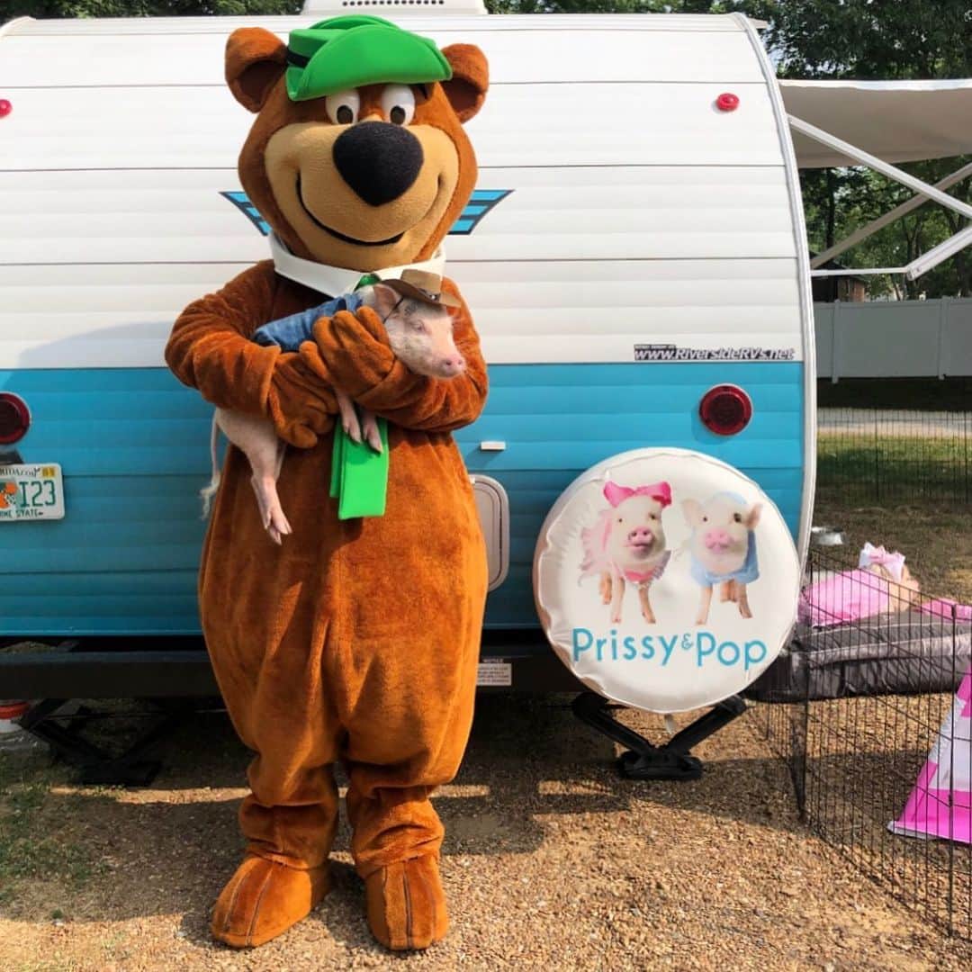 のインスタグラム：「Guys, you aren’t going to believe it, but we got to camp with Yogi Bear this week @yoginashvilletn. He showed us around his Bear Den where he stays with his friends and came around every morning to see us and all the other kids at the park. Penn was in hog heaven, and us big kids found plenty to do, too. We visited the pool, got a golf-cart, lounged around our large campsite like lazy pigs and pigged out on ice-cream from the camp store! ThOINKs Jellystone Park, Nashville for being so hospigable and making our trip to Nashville extra special. We are putting this campground at the top of the list of ones we plan to visit again. We love you Yogi! (Swipe for more pics)🐷💕🐻 #Nashville #JellystonePark #YogiBear #Pigtailthepug #PiggyPenn #PoseyandPink #PrissyandPop」