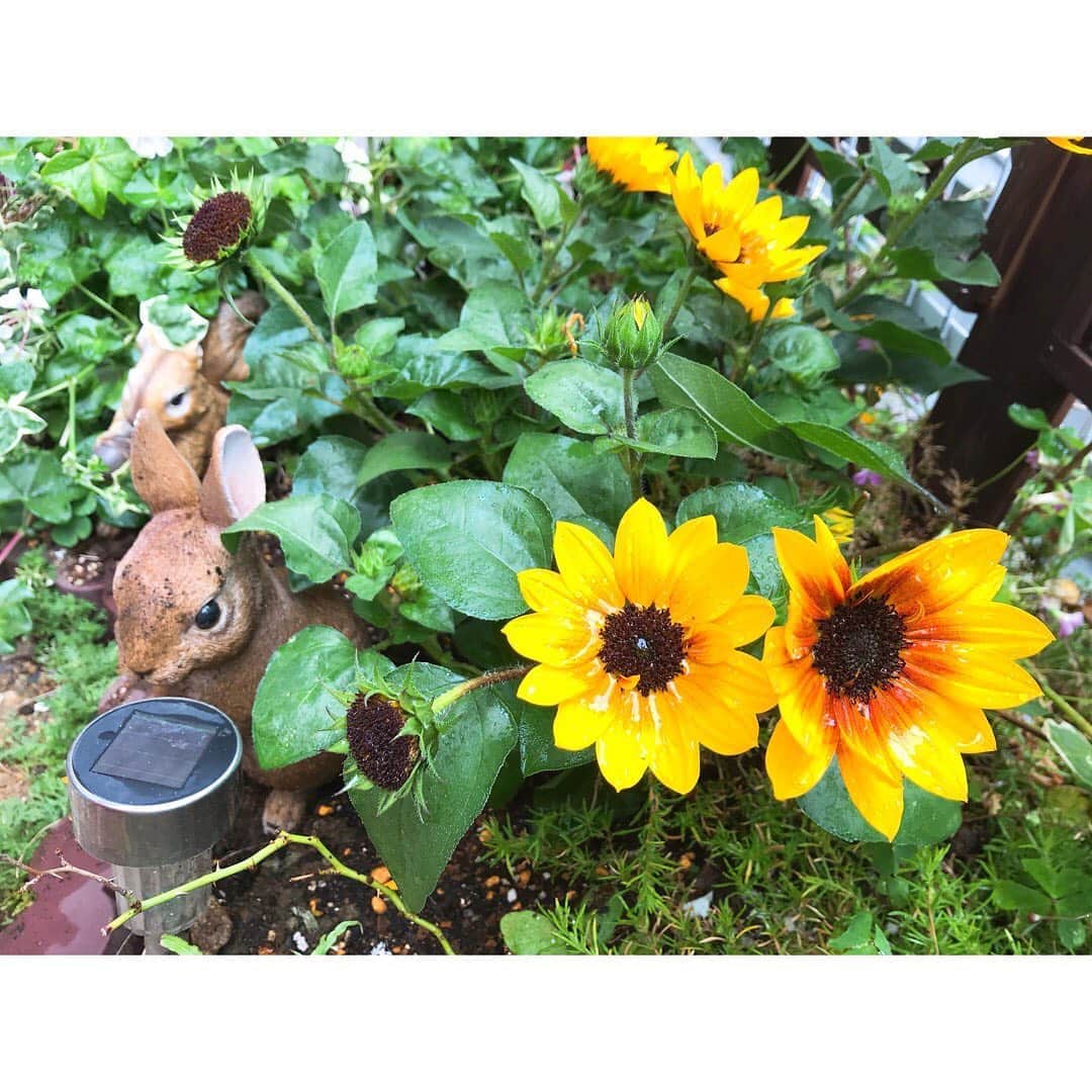 加藤一華さんのインスタグラム写真 - (加藤一華Instagram)「. 新いちなる秘密基地🌻🌺 熱帯植物園化してる（笑） . #garden #ボンボンTV #いちなる #flower」6月9日 23時32分 - ichika_kato