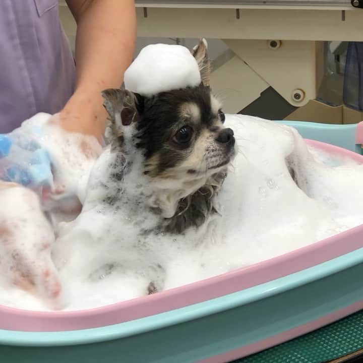 八兵衛のインスタグラム：「Shampoo seminar🧼 * * 今日は ラズさんプロデュースの @lovableraz  泡洗いセミナーに 参加してきました👵🏻🐶 * * 江角先生の @mariko_esumi_vet ( @pet_skin 所属) 講義を受け、 参加者全員で 泡立て実践編も。 * * 皮膚科の専門医である 江角先生のお話は なるほど！とためになること ばかり💡 パグならではの 毛の悩みも 全米No.1グルーマーの 丹下さんにアドバイスを頂き 感謝です✨( @kenichi_tange ) * * ラズさんの 公開シャンプーも 拝むことができ 最&高でした👍 * * 企画をしてくださった ラズさん。 江角先生、丹下さん どうもありがとうございました。 場所を提供してくださった 病院の先生、スタッフさん @crown.veterinary.clinic  ご一緒してくださった皆さんも どうもありがとうございました☺️ * * #ほぼ黒パグ #おじいちゃん犬 #パグ #pug #puggy #puglife #puglove #petstagram #pugstagram #pugsofinstagram #pugs #dog #ふわもこ部  @igersjp #IGersJP #east_dog_japan #pecoイヌ部 #八兵衛 #はちべえ #朝ワンコ夕ニャンコ」