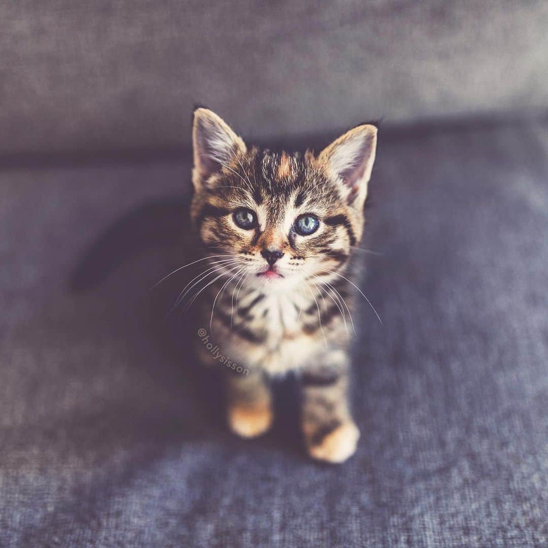 Holly Sissonのインスタグラム：「Emma has beautiful eyes! They are green in the center and blue/violet on the outer part. We wonder if this is her eye color changing? It would be amazing if they stayed this way! 🐱❤️ #kitten #tabbykitty #mainecoon (See more of Emma on @pitterpatterfurryfeet) ~ Canon 1D X MkII + 35 f1.4L II @ f1.4 See my bio for full camera equipment information plus info on how I process my images. 😊」