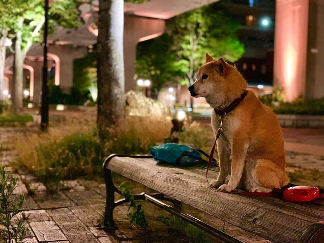 安床武士のインスタグラム：「Every moment is important✨ 引っ越しを決めてから神戸での何気ない時間こそしっかり味わっていかないと、と意識するように。 幸せな時間とかって身近なところにこそある👍 #ナナ #shibainu #しばいぬ #12才 #まだまだ元気 #iphonexs」