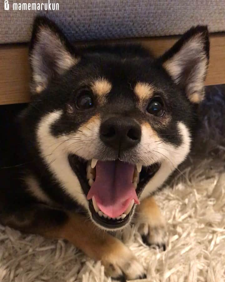 まめ丸のインスタグラム：「* * 今日はロック⚡️の日だったんだって❣️ もうねる時間だけど、ぜんぜんねたくない ロック⚡️なぼく🐶💓 --------------------------------- 新しい秘密基地のことブログにかいたよ🐶💓 プロフィールのURLかストーリーからみてね🍀 * hide-and-seek♪ I hid under the sofa🐶💓 --------------------------------- I updated my blog🐶💓 The URL is in my profile. Please visit it if you have time❣️ * #わるいこですが何か #ぬいぐるみにもつられないもんね🧸 #ソファの下のまめ丸 シリーズ * #柴犬#豆柴#柴#黒柴#犬#ふわもこ部#いぬのきもち部#shiba#shibainu#shibastagram#shibadog#puppy#instadog#dogstagram#dog#instashiba#petstagram#pet#cutepetclub#강아지#멍스타그램#doglover#ilovemydog#weeklyfluff#まめ丸何の日シリーズ」