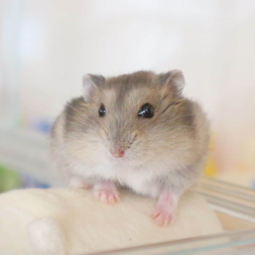 hamster_mocoのインスタグラム