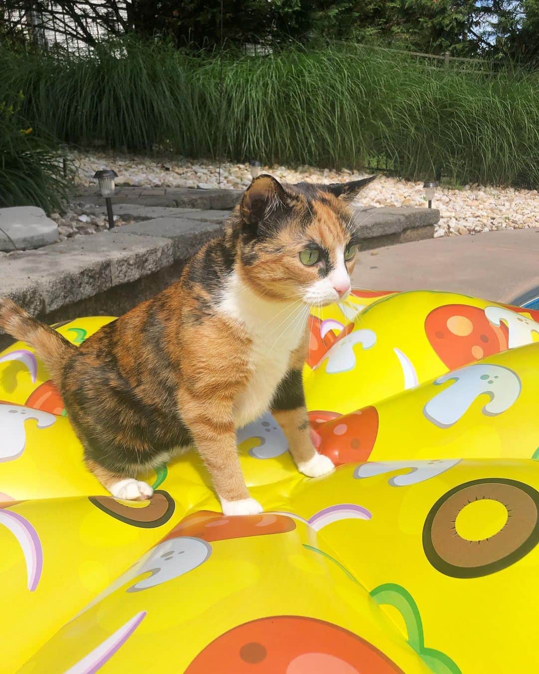 リリーのインスタグラム：「Sunday funday by the pool!🍕」