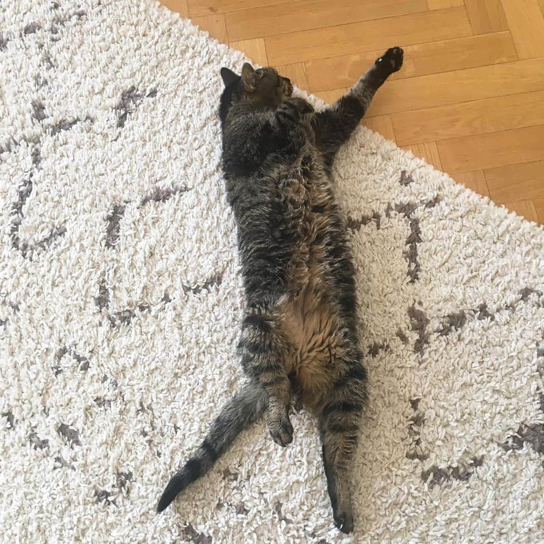 catinberlinさんのインスタグラム写真 - (catinberlinInstagram)「Hello summer. 😰 www.catinberlin.com」6月9日 23時57分 - catinberlin