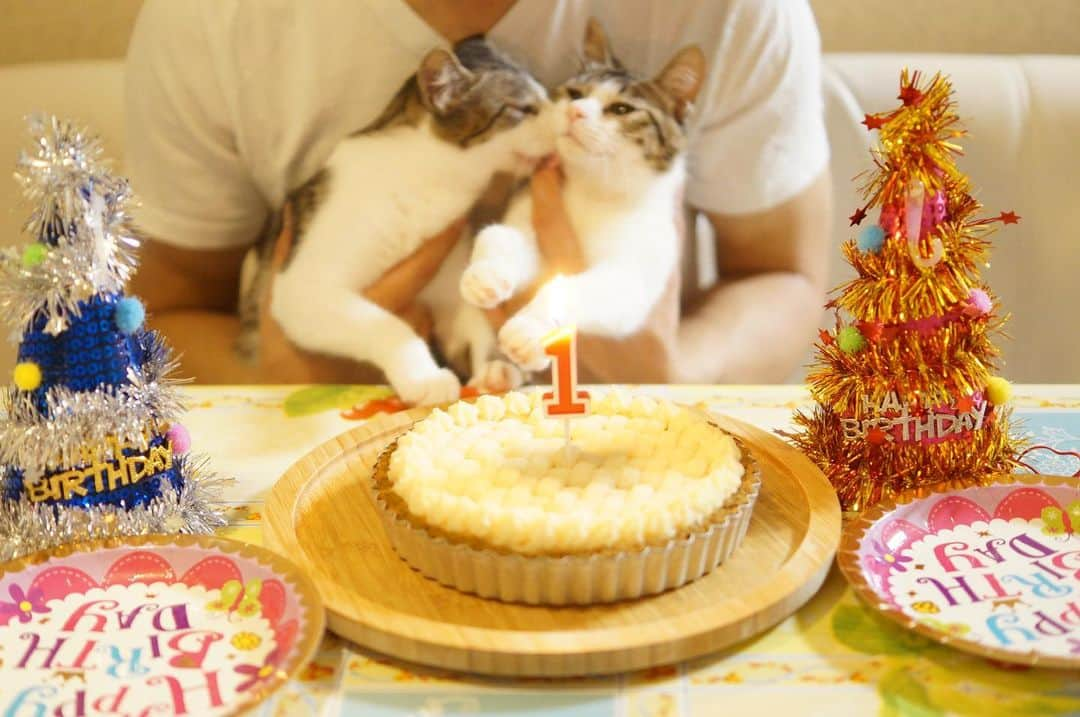 イチミ＆ポンズさんのインスタグラム写真 - (イチミ＆ポンズInstagram)「2018年よちゅしばのお誕生日ケーキ🎂#tbt  南フランスの臓物パイ風レシピをブログにアップしました！(1年越しとかすみません😑) プロフィール欄にリンクあります☝️ 今度、さつまいもやカボチャでぽんちゃんときゅうりちゃんに犬用を作ってみようと思います🍠🥔 #わさびちゃんち #ぽんちゃん保育園 #しばふちゃんとよつばちゃん」6月10日 0時12分 - shimejiwasabi