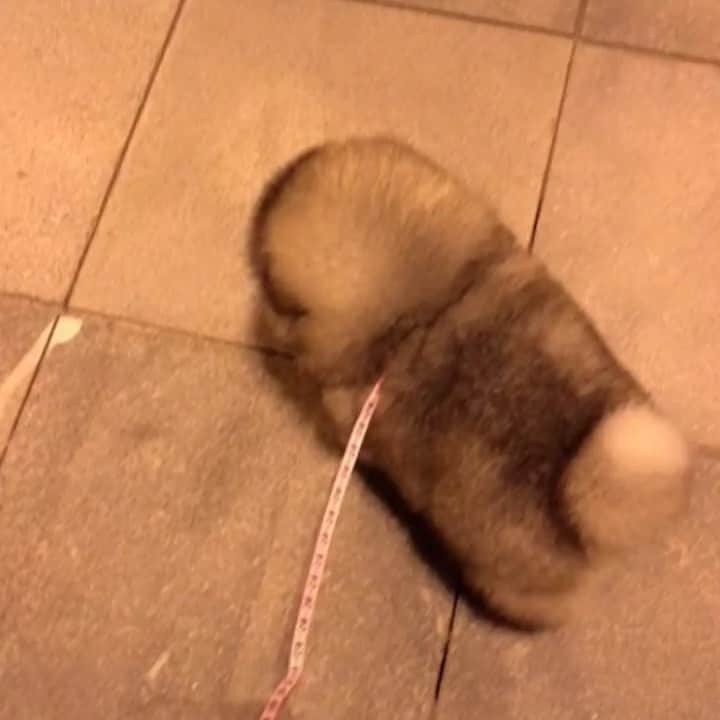 husky and malamuteのインスタグラム：「That walk.🥰🥰🥰」