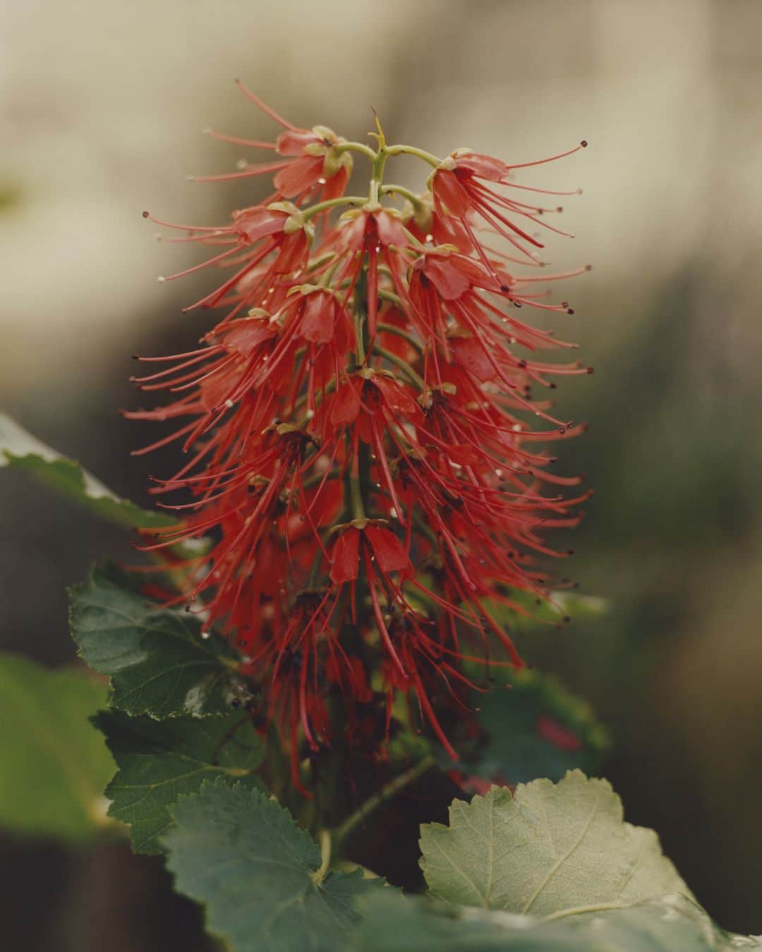 リンクスオブロンドンさんのインスタグラム写真 - (リンクスオブロンドンInstagram)「Supernatural |  Unearthing beauty at Kew Gardens, where we shot our Orbs campaign. Flower: Greyia radlkoferi  #LinksOrbs #PearlsReborn」6月10日 0時30分 - linksoflondon