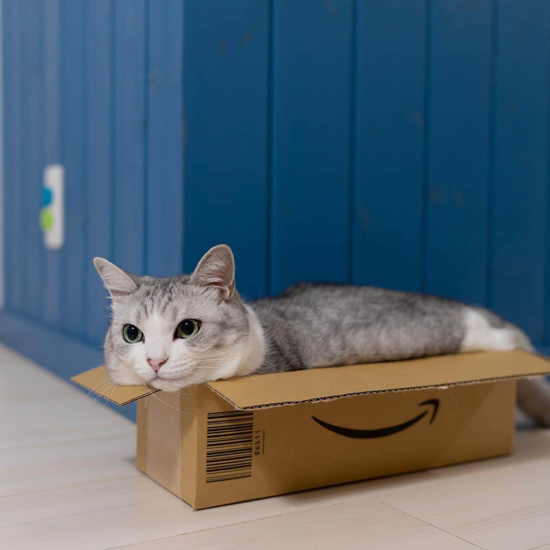 Sakiさんのインスタグラム写真 - (SakiInstagram)「* Eve: "😏" Seems like there're over 70-80 types of Amazon boxes. . イブ:「😏」 #Amazon箱タイプ06S11 Amazonって80近く箱の種類があるんだとか。 #元野良猫部 #元野良もカワイイ説普及隊 *」6月10日 0時40分 - rubyeve12