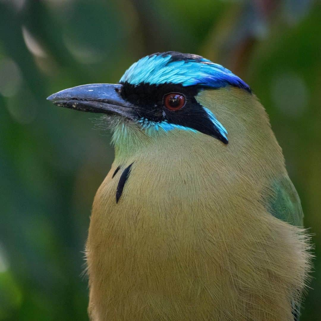 アニマルプラネットさんのインスタグラム写真 - (アニマルプラネットInstagram)「WOW is the flash of blue on the Blue Crowned Motmot beautiful! Even though these birds usually dine on fruit, they occasionally indulge on a mouse or two. . . . . . . . #animalplanetupclose #animalsofinstagram #animalplanet #animaloftheday #wild #wildlife #outdoors #animals #wildanimals #conservation #nature #animallovers #instanature #wildgeography #bird #birdsofig #bluecrownedmotmot」6月10日 1時00分 - animalplanet