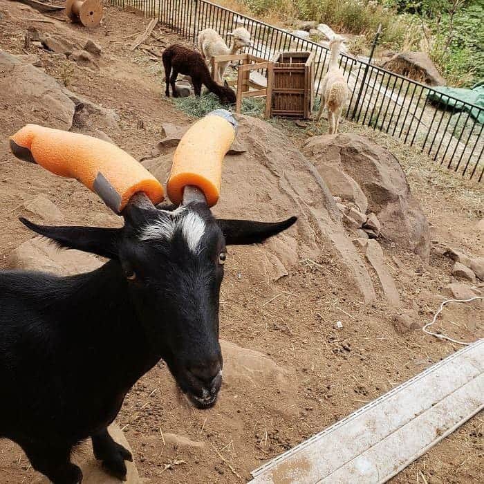 9GAGさんのインスタグラム写真 - (9GAGInstagram)「Naughty goats who can't stop headbutting people.」6月10日 1時59分 - 9gag