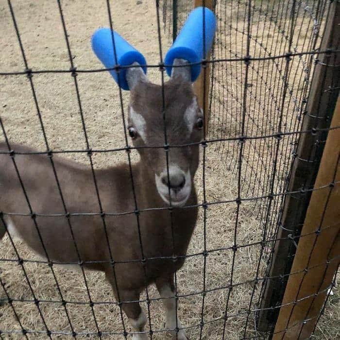 9GAGさんのインスタグラム写真 - (9GAGInstagram)「Naughty goats who can't stop headbutting people.」6月10日 1時59分 - 9gag