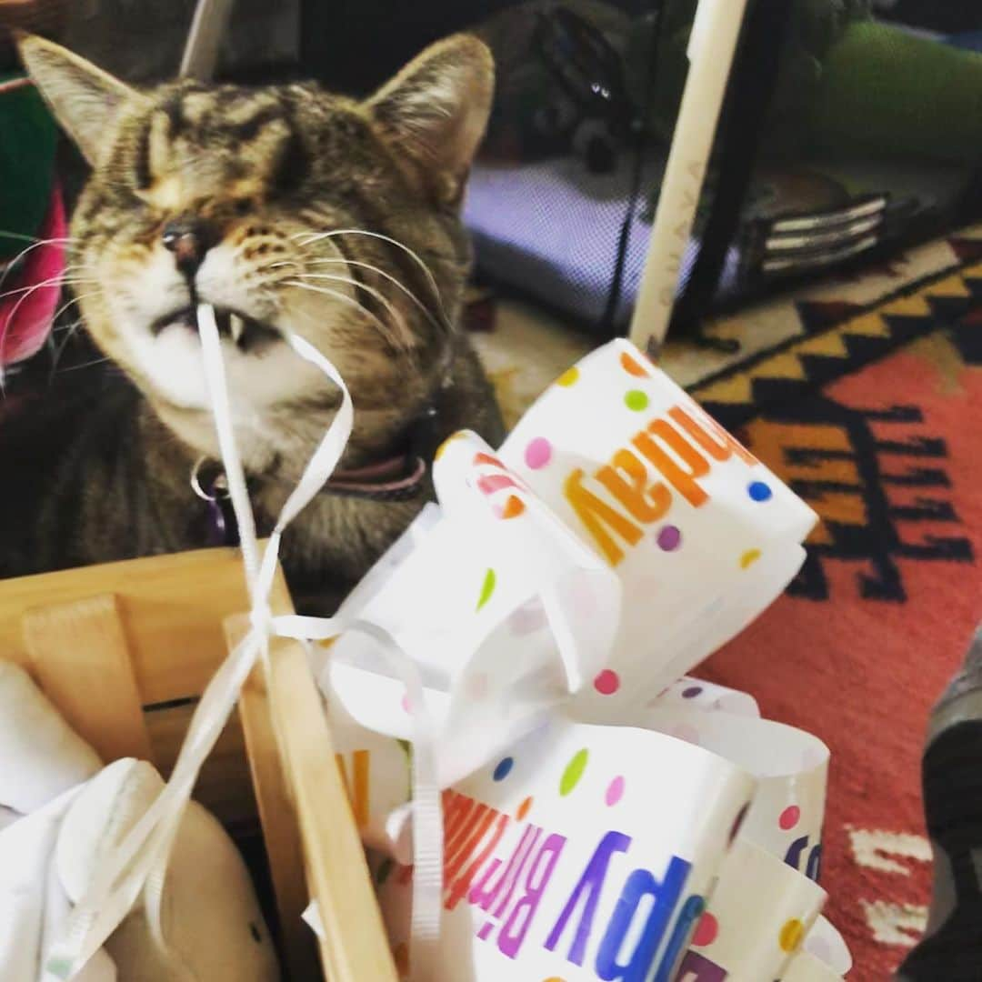 マチルダのインスタグラム：「It’s not my birthday, but I like this ribbon. Look at my snaggly tooth 🦷 #aliencatmatilda #caturday #playtime」