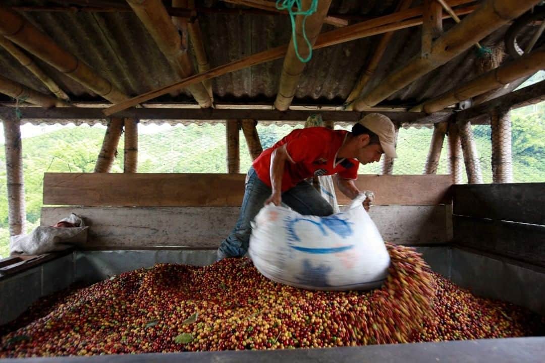 National Geographic Travelさんのインスタグラム写真 - (National Geographic TravelInstagram)「Photo by @sofia_jaramillo5 | A worker unloads a bag of ripe coffee berries at a farm near Manizales, Colombia. For more photos of Colombia and South America follow @sofia_jaramillo5. #coffee #harvesting #travelsouthamerica」6月10日 13時06分 - natgeotravel