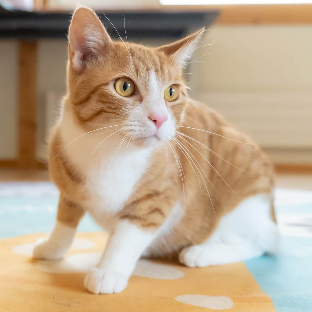 マアルさんのインスタグラム写真 - (マアルInstagram)「サブローちゃん #🐈 #猫好きさんと繋がりたい #北海道 #旭川市 #ペットホテル #茶トラ白」6月10日 11時59分 - psmaaru