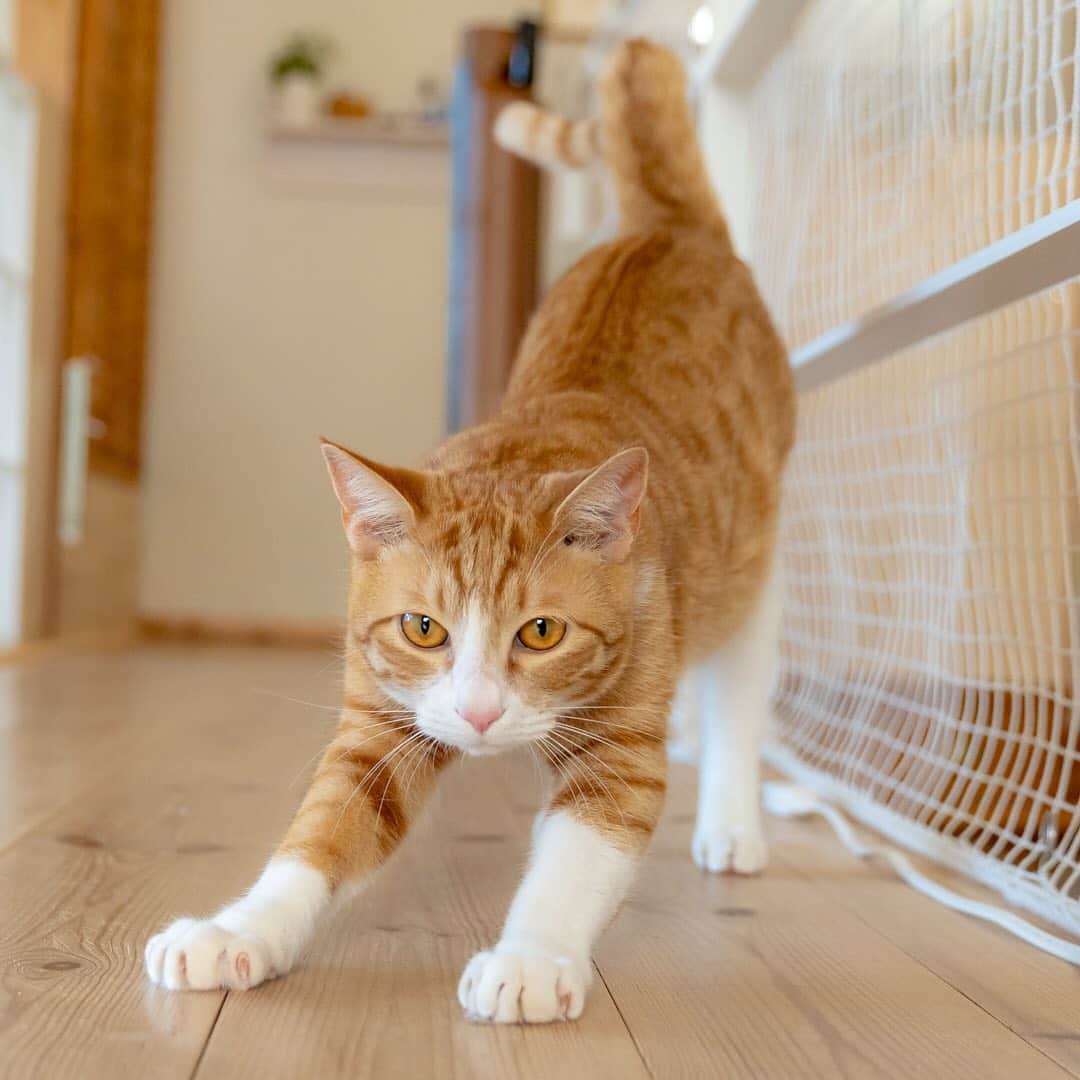 マアルのインスタグラム：「サブローちゃん #🐈 #猫好きさんと繋がりたい #北海道 #旭川市 #ペットホテル #茶トラ白」