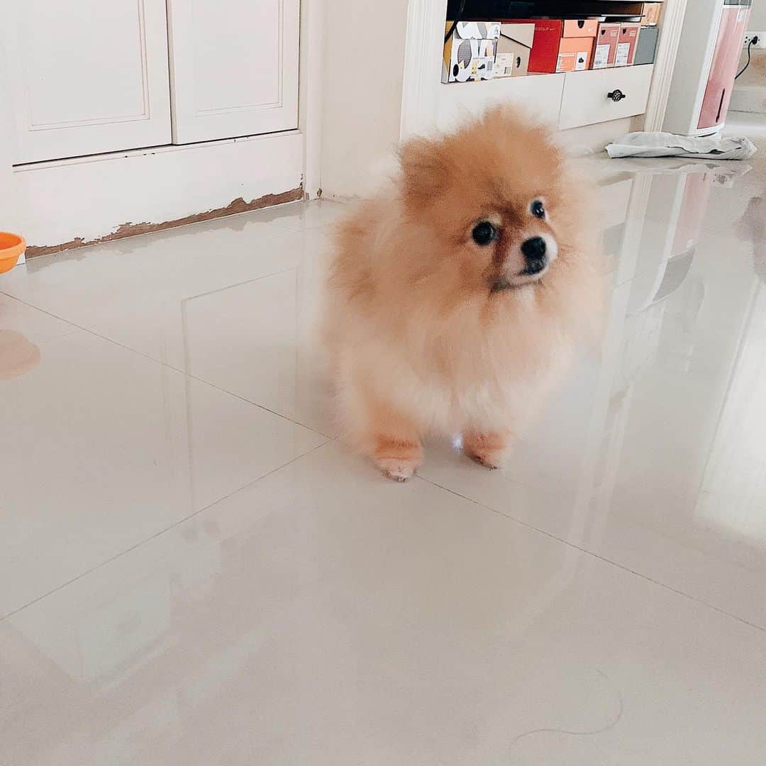 r_oseさんのインスタグラム写真 - (r_oseInstagram)「Within 6 months approximately, she turns to be a big fluff 🦊🔜🦁 onesie is now no needed!!! #fluff #fluffball」6月10日 12時02分 - r_ose