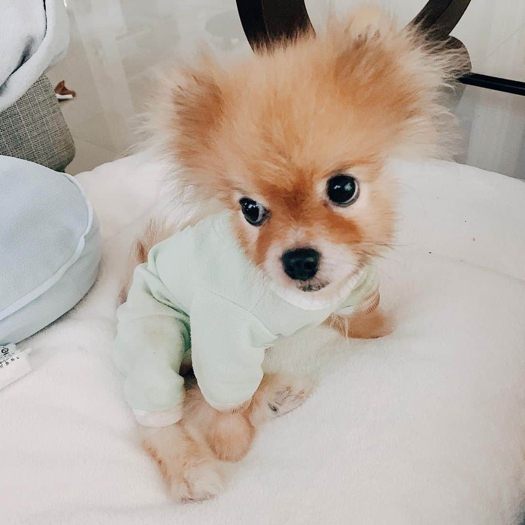 r_oseさんのインスタグラム写真 - (r_oseInstagram)「Within 6 months approximately, she turns to be a big fluff 🦊🔜🦁 onesie is now no needed!!! #fluff #fluffball」6月10日 12時02分 - r_ose