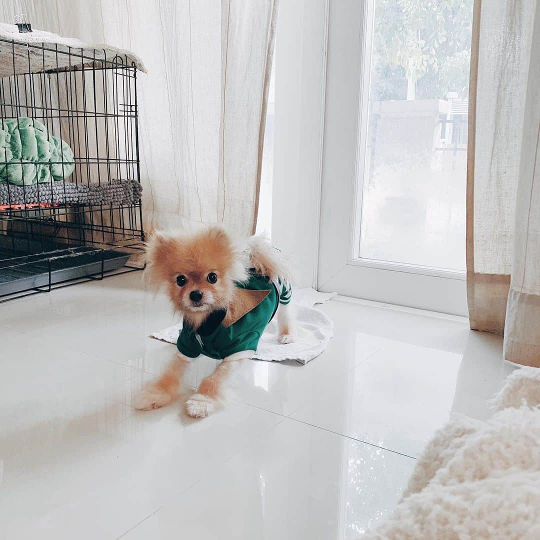 r_oseのインスタグラム：「Within 6 months approximately, she turns to be a big fluff 🦊🔜🦁 onesie is now no needed!!! #fluff #fluffball」