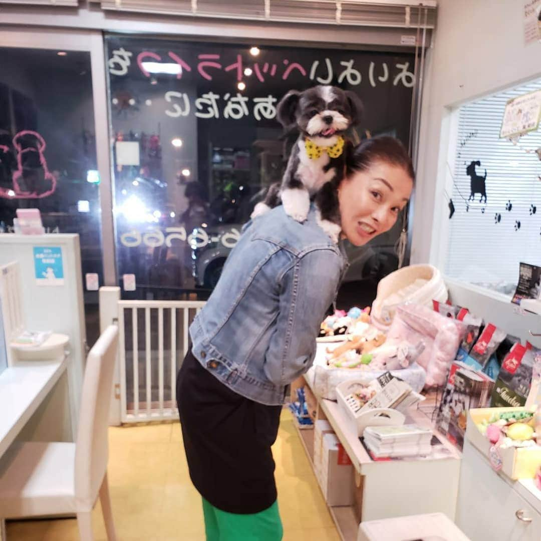 渡辺めぐみさんのインスタグラム写真 - (渡辺めぐみInstagram)「我が家のパンダも、衣替え・・・❓ シャンプー&カットしてもらいました😁❤️👍 ワールド  ワンさんで、してもらいました😁⤴️⤴️⤴️ ミックス犬なので、カットにルールがないから、いつも、カットは悩みます😁💦💦 チワワ風かシーズー風かぬ(笑)  今回は、チワワよりかな❓❓ 先ずは、暑さに弱いから涼しくね😁👍👍 それにしても、お猿や猫ではないはずなのに⁉️(笑)  お迎えに行ったら、抱っこじゃなくて、登って離れなくて大変でした😃💦😃💦 でも、何でも許せちゃうからね❤️❤️❤️ 有り難うございました😁👍👍 #シャンプー&カット#ミックス犬#mix犬 #チワワ#シーズー#チワシー部#チワシー#chihuahua #shihtzus #可愛い #instagrammer #instagramjapan #instagramdog #instagramgood #instagramlike@world_wan」6月10日 12時27分 - meguheart