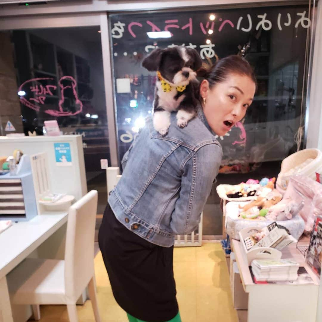 渡辺めぐみさんのインスタグラム写真 - (渡辺めぐみInstagram)「我が家のパンダも、衣替え・・・❓ シャンプー&カットしてもらいました😁❤️👍 ワールド  ワンさんで、してもらいました😁⤴️⤴️⤴️ ミックス犬なので、カットにルールがないから、いつも、カットは悩みます😁💦💦 チワワ風かシーズー風かぬ(笑)  今回は、チワワよりかな❓❓ 先ずは、暑さに弱いから涼しくね😁👍👍 それにしても、お猿や猫ではないはずなのに⁉️(笑)  お迎えに行ったら、抱っこじゃなくて、登って離れなくて大変でした😃💦😃💦 でも、何でも許せちゃうからね❤️❤️❤️ 有り難うございました😁👍👍 #シャンプー&カット#ミックス犬#mix犬 #チワワ#シーズー#チワシー部#チワシー#chihuahua #shihtzus #可愛い #instagrammer #instagramjapan #instagramdog #instagramgood #instagramlike@world_wan」6月10日 12時27分 - meguheart