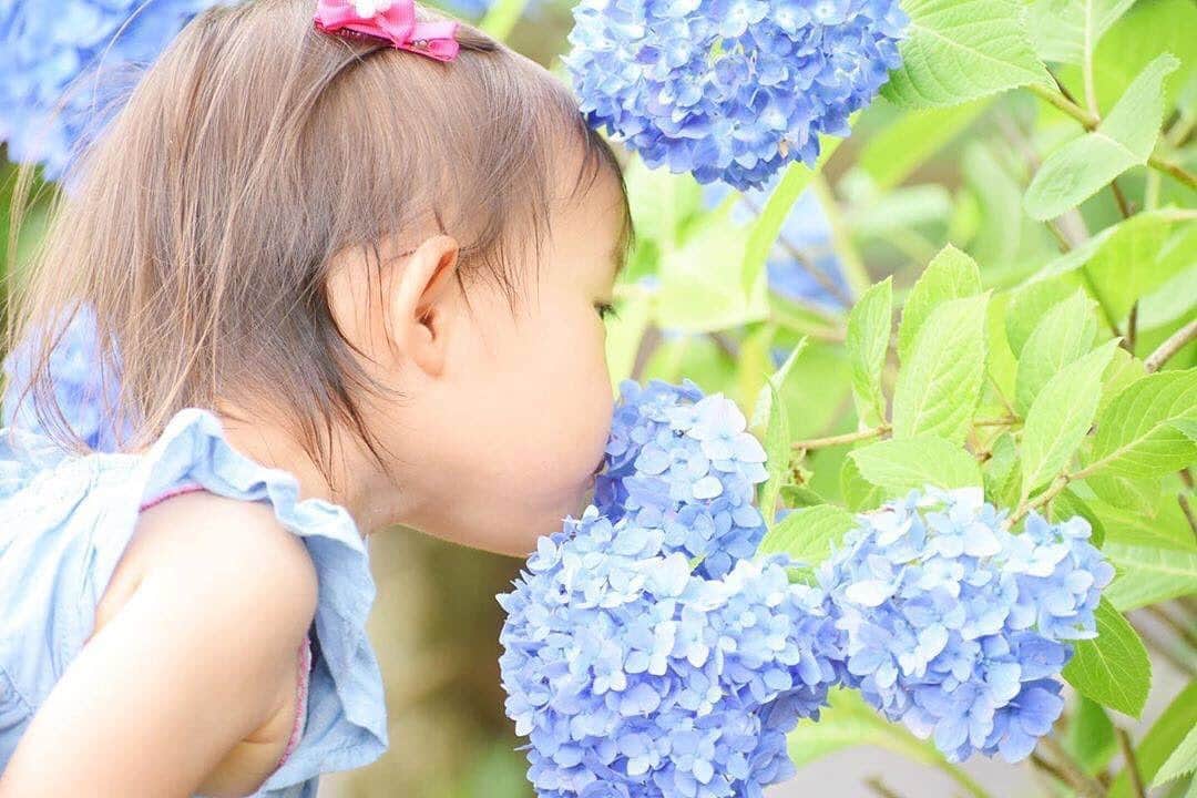 タビスルキッズのインスタグラム：「今週もよろしくお願いします😊 現在、「初夏」を楽しんでいるお写真・動画を募集中です✨ 本日の #タビスルキッズ はこちら💕 📷 @shanya.chan.hさん 🚩大分県・豊後大野市「大辻公園」 🎙ご本人コメント(一部抜粋) あじさいにチュッ♡ * まだ咲き始めの紫陽花 来週末には満開かなぁー ﻿﻿﻿﻿﻿＊＊＊＊＊＊ 「あじさいにチュッ♡」かわいすぎます😍 いつも、素敵なお写真ありがとうございます💕」