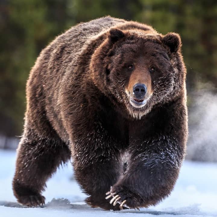 のインスタグラム：「Photo by Ronan Donovan @ronan_donovan | Aptly named Bearzilla, this Yellowstone grizzly bear was estimated to weigh in the 600-700 lb range by one of the biologists watching him. That’s a big bear for the Rocky Mountains. This was my first encounter with this Bearzilla. I was driving slowly along the road, peering into the dark lodgepole pine forest when I saw this hulking dark shape. My brain first thought bison, but the way it was moving wasn't like a bison. It was Bearzilla. I spent two weeks observing this bear several more times. Shot while on assignment for @natgeo #yellowstone #bearzilla」