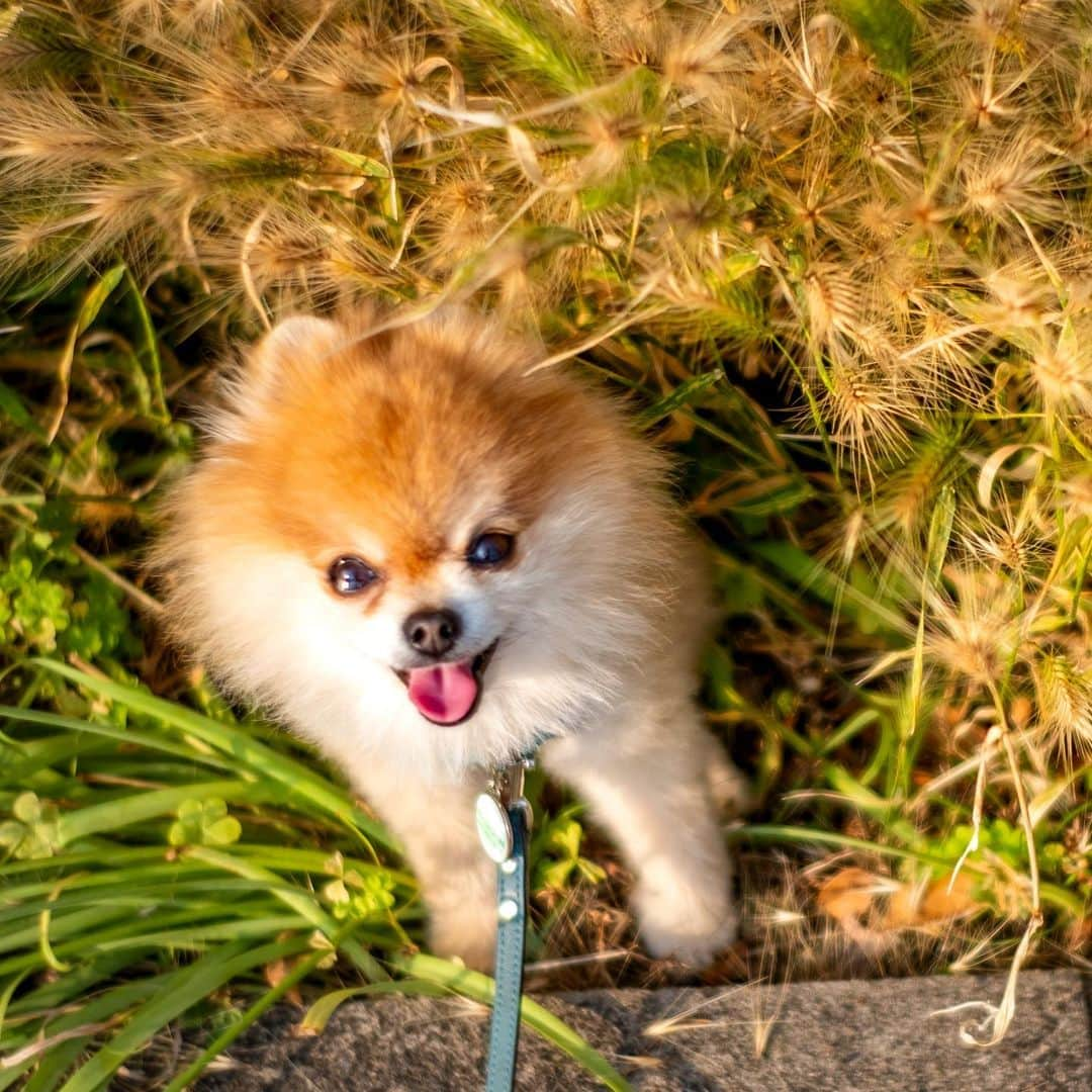 ポテチンさんのインスタグラム写真 - (ポテチンInstagram)「Walk in dusk」6月10日 12時45分 - pom.potechin