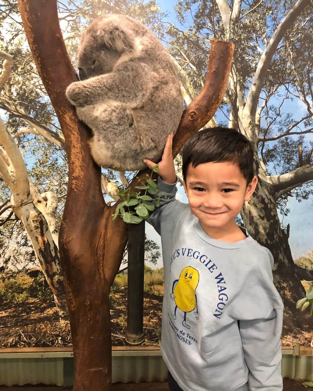 Raffi Ahmadさんのインスタグラム写真 - (Raffi AhmadInstagram)「Super Duper Cute ❤️ Koala 🐨」6月10日 12時39分 - raffinagita1717