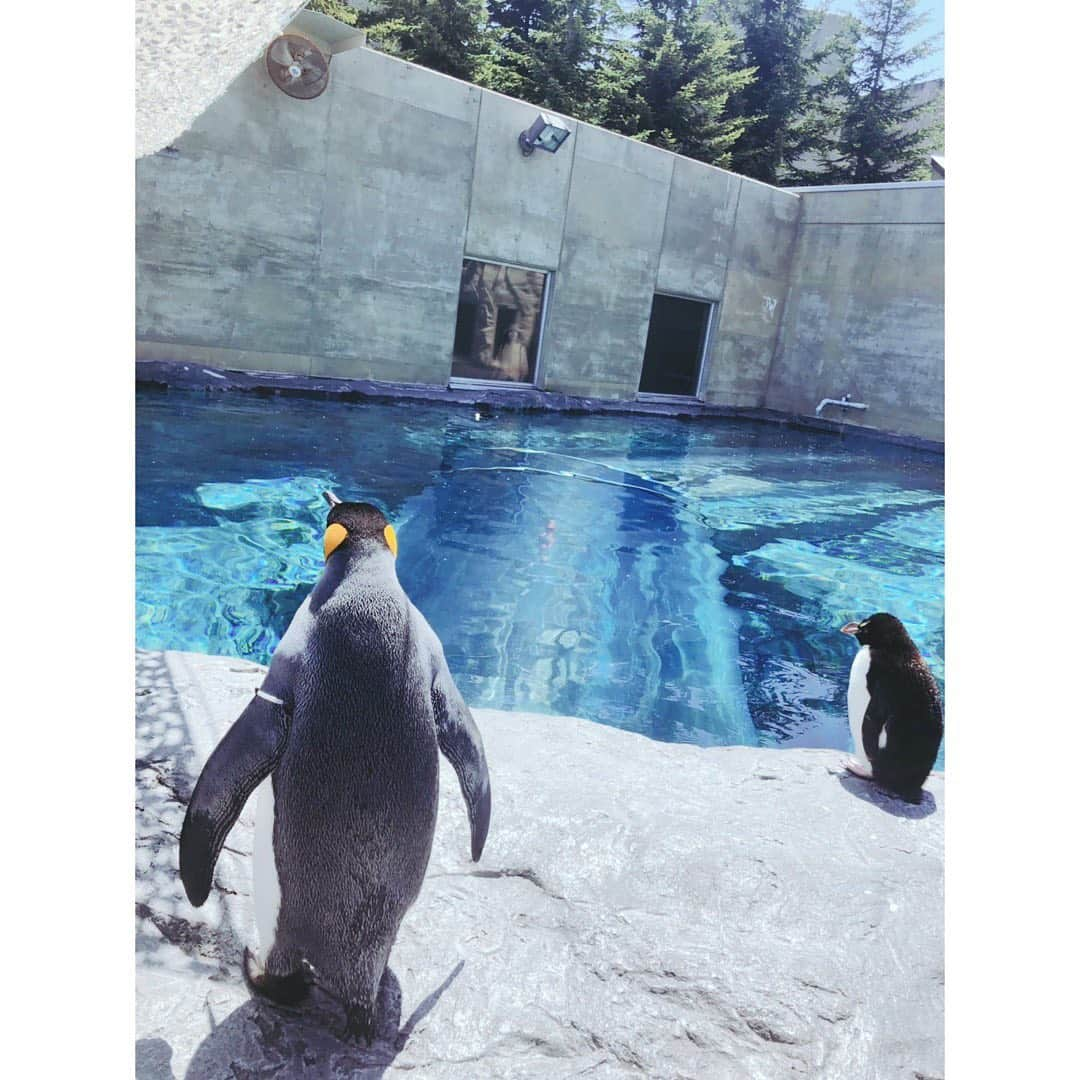 佐々木希さんのインスタグラム写真 - (佐々木希Instagram)「初めての #旭山動物園🦒 元気に動き回っている動物が多く見ていて飽きない動物園でした！  #大政絢 さん #北海道旅」6月10日 12時42分 - nozomisasaki_official