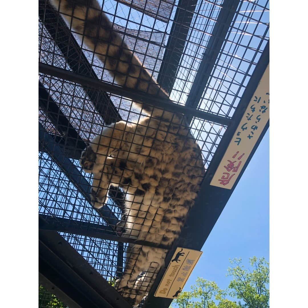 佐々木希さんのインスタグラム写真 - (佐々木希Instagram)「初めての #旭山動物園🦒 元気に動き回っている動物が多く見ていて飽きない動物園でした！  #大政絢 さん #北海道旅」6月10日 12時42分 - nozomisasaki_official