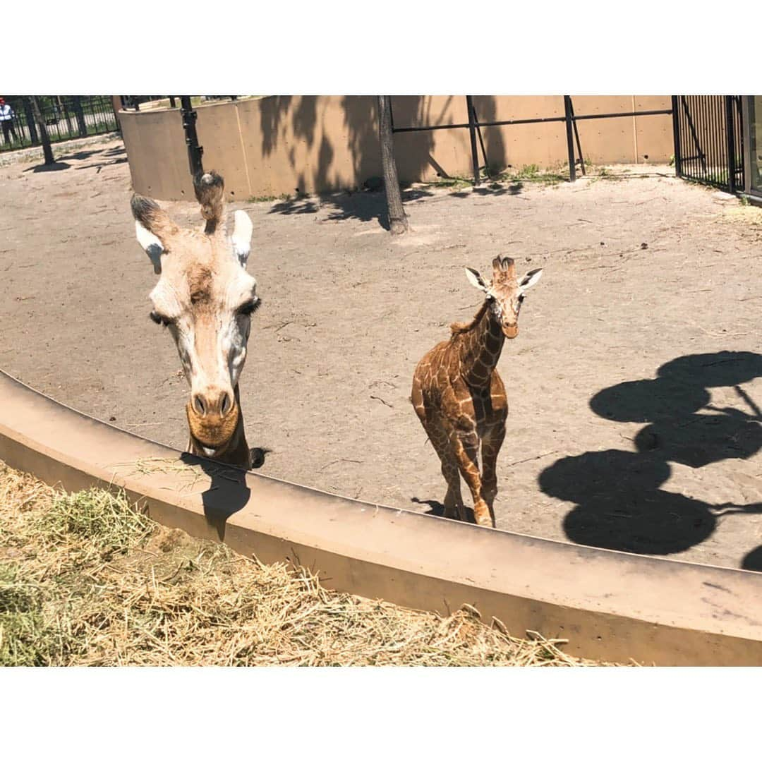 佐々木希さんのインスタグラム写真 - (佐々木希Instagram)「初めての #旭山動物園🦒 元気に動き回っている動物が多く見ていて飽きない動物園でした！  #大政絢 さん #北海道旅」6月10日 12時42分 - nozomisasaki_official