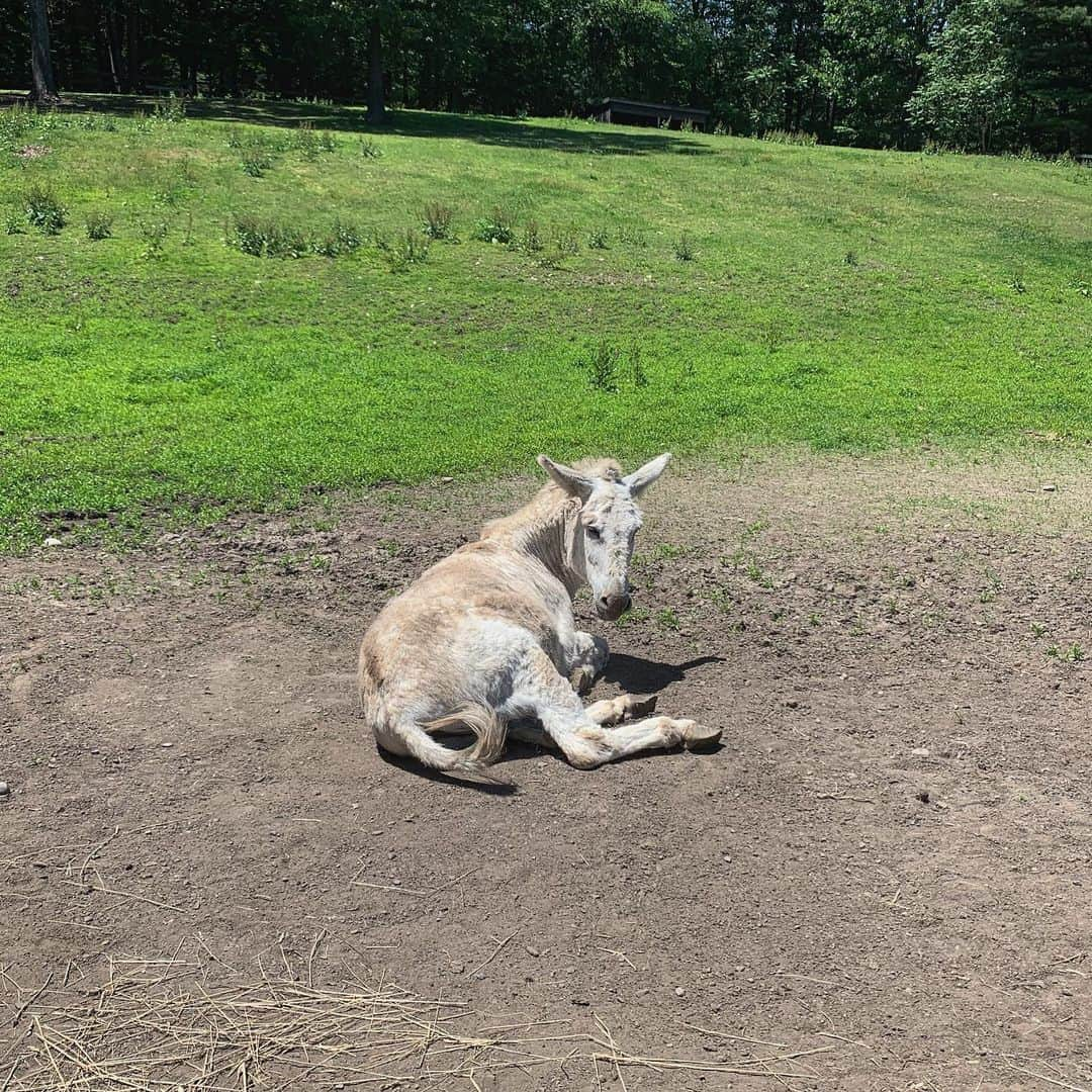 アマンダ・サイフリッドさんのインスタグラム写真 - (アマンダ・サイフリッドInstagram)「Sunboy #Gus」6月10日 12時44分 - mingey