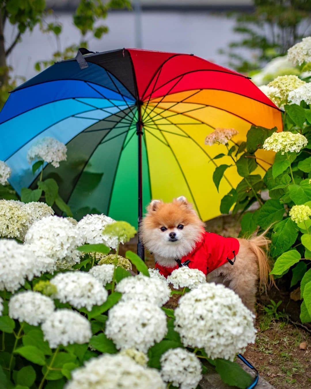 ポテチンさんのインスタグラム写真 - (ポテチンInstagram)「Rainbow 🌈 at heart」6月10日 12時49分 - pom.potechin