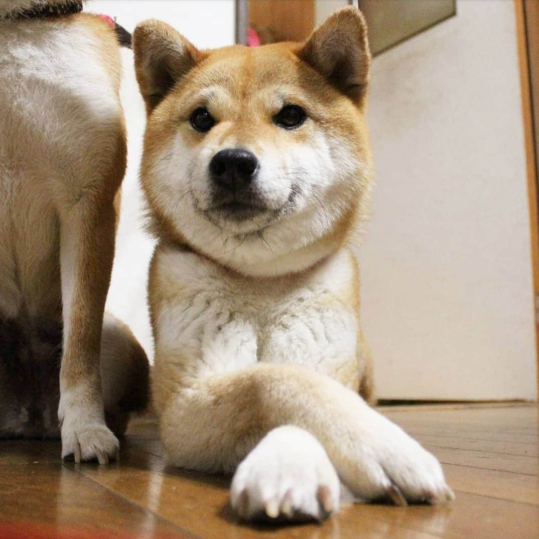 柴犬たま Shibainu Tamaのインスタグラム