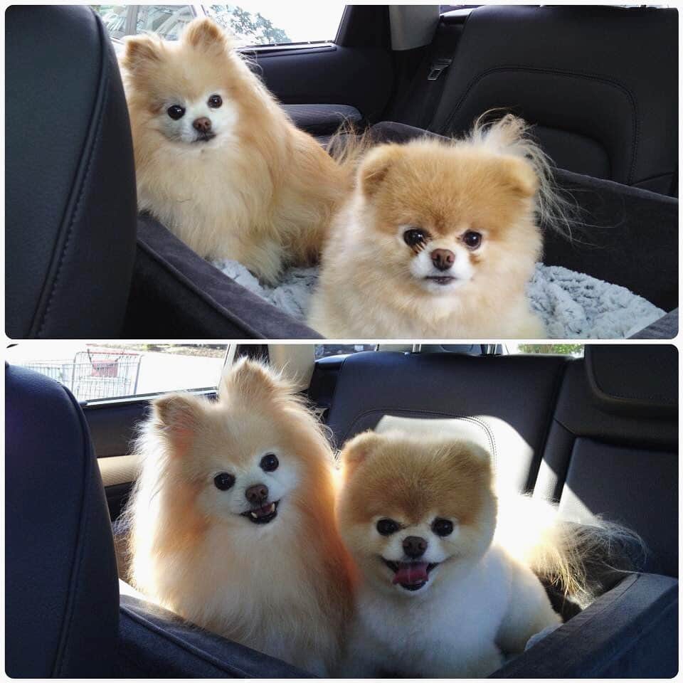 Buddy Boo Blueさんのインスタグラム写真 - (Buddy Boo BlueInstagram)「Never before seen before and after ... pre and post grooming 😮. Their groomer was and is a true miracle worker.」6月10日 4時12分 - buddyboowaggytails