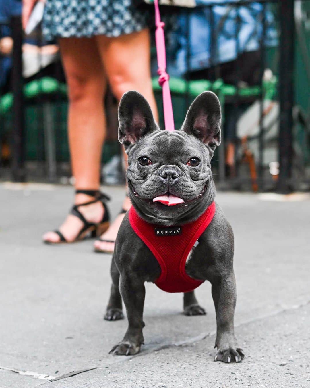 The Dogistさんのインスタグラム写真 - (The DogistInstagram)「Rosie, French Bulldog (7 m/o), W 4th & Perry St., New York, NY • “She’s terrified of other Frenchies. She also loves red wine. She always tries to drink it.”」6月10日 4時28分 - thedogist