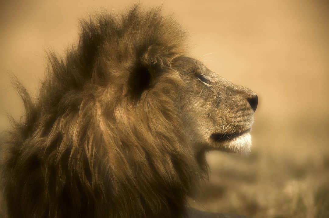 National Geographic Creativeさんのインスタグラム写真 - (National Geographic CreativeInstagram)「Photo by @beverlyjoubert |  A lion rests on a plain in Botswana, Africa with his mane blowing in the wind. #Lion #Wildlife #Botswana #Portrait」6月10日 4時41分 - natgeointhefield