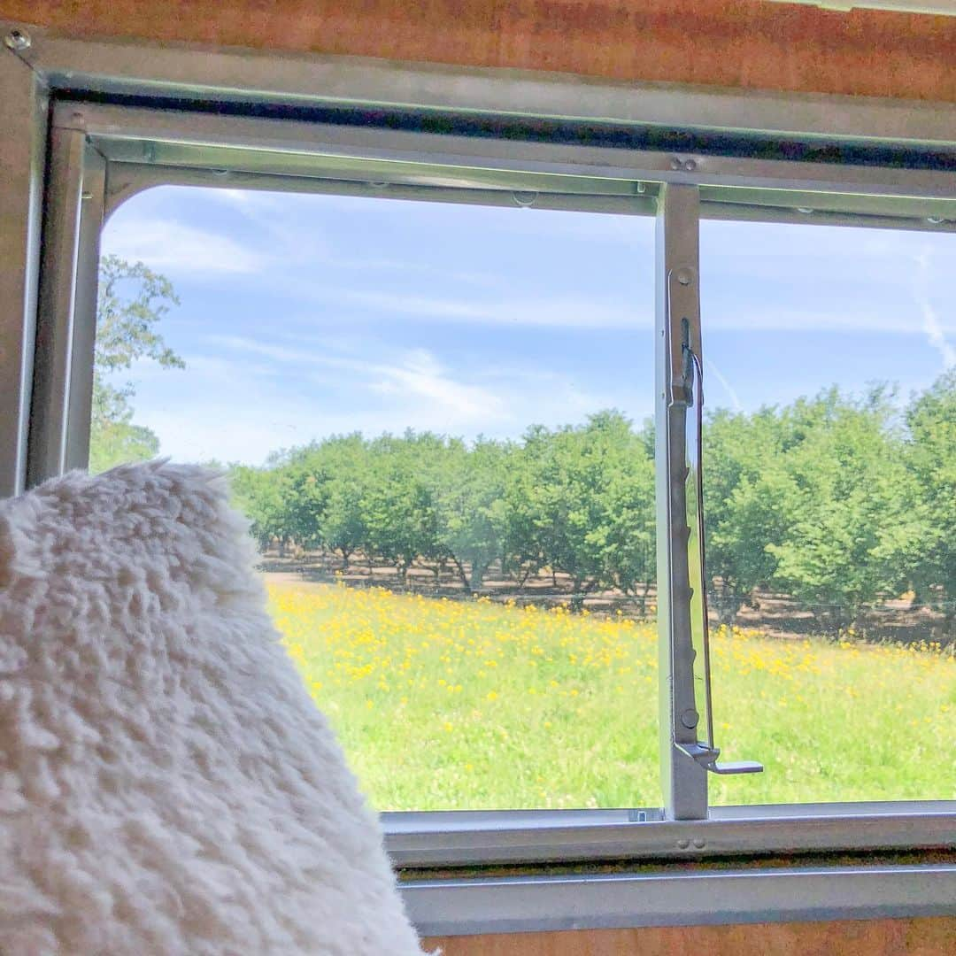 Acacia Brinleyさんのインスタグラム写真 - (Acacia BrinleyInstagram)「Camped outside Jairus’s parents house for a sleepover! Woke up to this beautiful field. I love it here cause Jairus and I got married in that back left corner! Also one of Brinley’s favorite things to do in the morning is to pick me flowers... it’s definitely my favorite too.」6月10日 5時08分 - acaciakersey