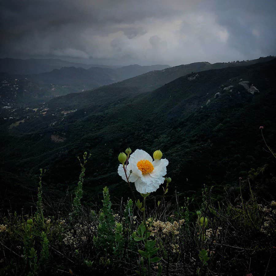 thephotosocietyさんのインスタグラム写真 - (thephotosocietyInstagram)「Photo by Ivan Kashinsky @ivankphoto | A matilija poppy, native to California and northern Mexico, blooms on a cliff overlooking Topanga Canyon, near Los Angeles. Locals refer to it as the “fried egg flower.”」6月10日 5時12分 - thephotosociety