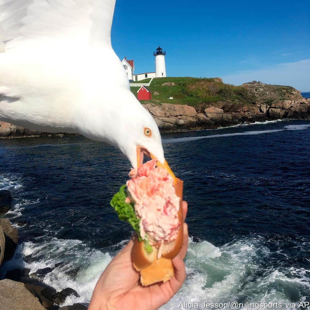 ABC Newsさんのインスタグラム写真 - (ABC NewsInstagram)「A Pepperdine University professor planned to visit New England, hitting some of the last seven states she’d never been to, and try her first-ever lobster roll. As she lined up the perfect photo, a seagull swooped in, snatching the sandwich from her hand. #photobomb #seagull #newengland #pepperdine #weirdnews #lobster #lobsterroll #lunch」6月10日 5時23分 - abcnews